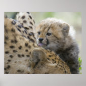 Cheetah Cub met mam Poster (Voorkant)