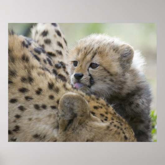 Cheetah Cub met mam Poster (Voorkant)