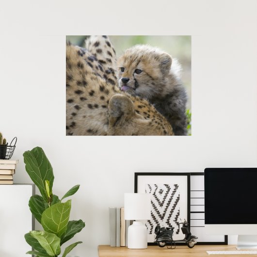 Cheetah Cub met mam Poster (Thuiskantoor)