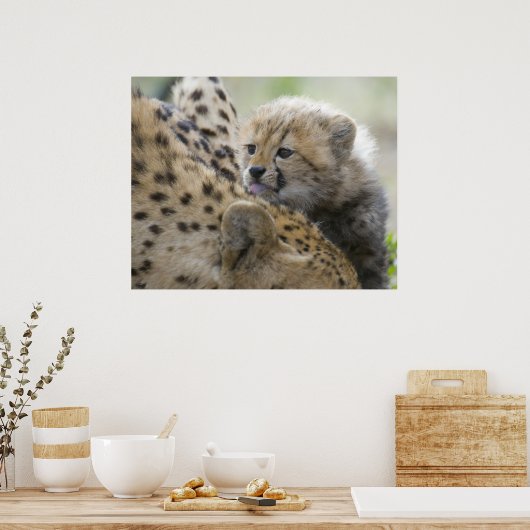 Cheetah Cub met mam Poster (Keuken)