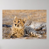 Cheetah Cub Poster (Voorkant)