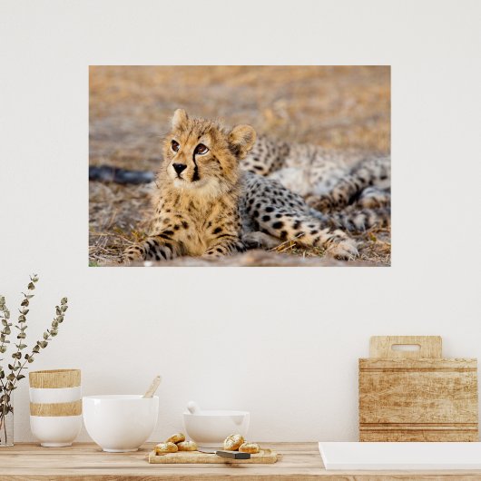 Cheetah Cub Poster (Keuken)