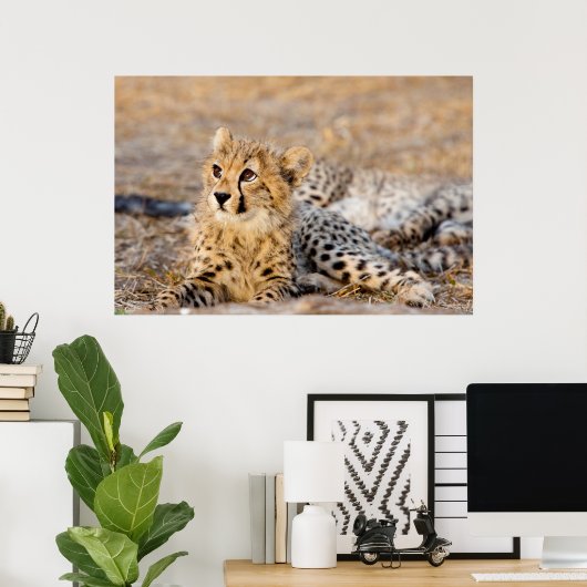Cheetah Cub Poster (Thuiskantoor)