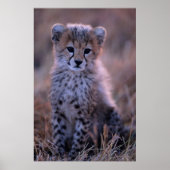 Cheetah Cub | Savannah, Kenia Poster (Voorkant)