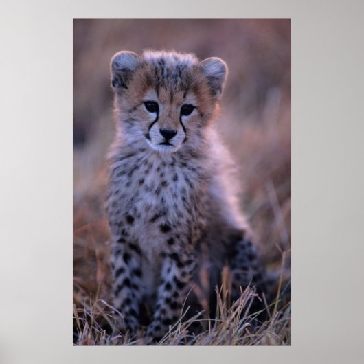 Cheetah Cub | Savannah, Kenia Poster (Voorkant)