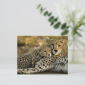 Cheetah Cub Snuggling met zijn moeder Briefkaart (Staand voorkant)