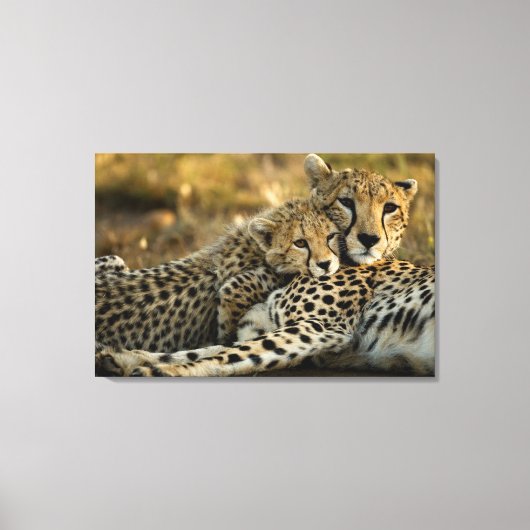 Cheetah Cub Snuggling met zijn moeder Canvas Afdruk (Voorkant)