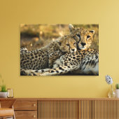 Cheetah Cub Snuggling met zijn moeder Canvas Afdruk (Insitu (Woonkamer))