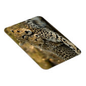 Cheetah Cub Snuggling met zijn moeder Magneet (Rechterzijde)