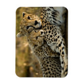 Cheetah Cub Snuggling met zijn moeder Magneet (Verticaal)