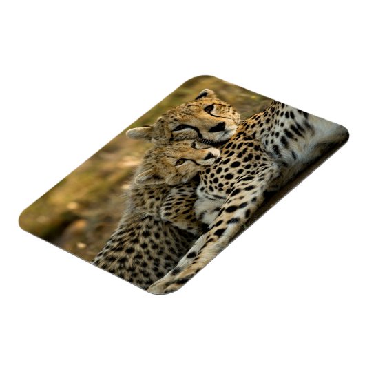 Cheetah Cub Snuggling met zijn moeder Magneet (Linkerzijde)