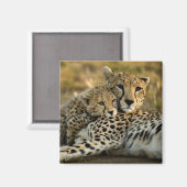 Cheetah Cub Snuggling met zijn moeder Magneet (Voorkant / Achterkant)