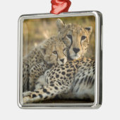 Cheetah Cub Snuggling met zijn moeder Metalen Ornament (Links)