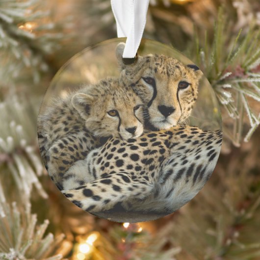 Cheetah Cub Snuggling met zijn moeder Ornament (Boom)