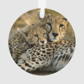 Cheetah Cub Snuggling met zijn moeder Ornament (achterkant)