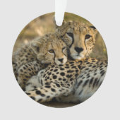 Cheetah Cub Snuggling met zijn moeder Ornament (voorkant)