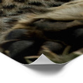 Cheetah Cub Snuggling met zijn moeder Poster (Hoek)