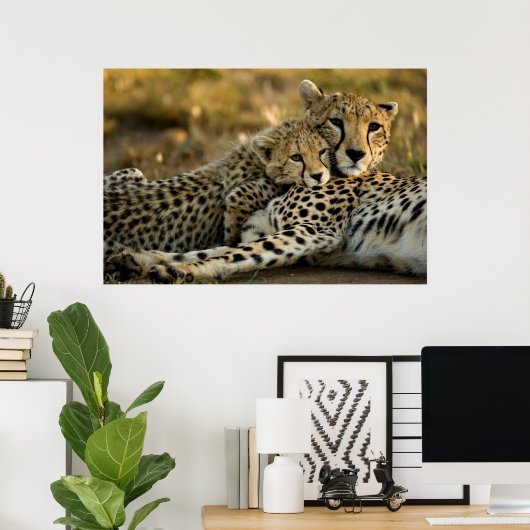 Cheetah Cub Snuggling met zijn moeder Poster (Thuiskantoor)