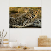 Cheetah Cub Snuggling met zijn moeder Poster (Keuken)