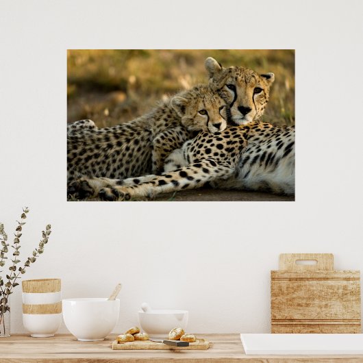 Cheetah Cub Snuggling met zijn moeder Poster (Keuken)