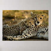 Cheetah Cub Snuggling met zijn moeder Poster (Voorkant)