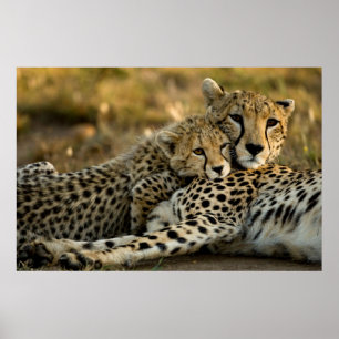 Cheetah Cub Snuggling met zijn moeder Poster