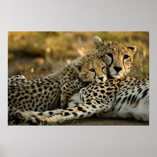 Cheetah Cub Snuggling met zijn moeder Poster (Voorkant)