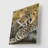 Cheetah Cub Snuggling met zijn moeder Vierkante Klok (Hoek)