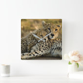 Cheetah Cub Snuggling met zijn moeder Vierkante Klok (Huis)