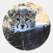 Cheetah cub stickers (Voorkant)