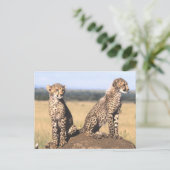 Cheetah Cubs Briefkaart (Staand voorkant)