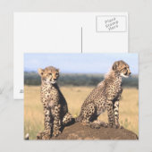 Cheetah Cubs Briefkaart (Voorkant / Achterkant)