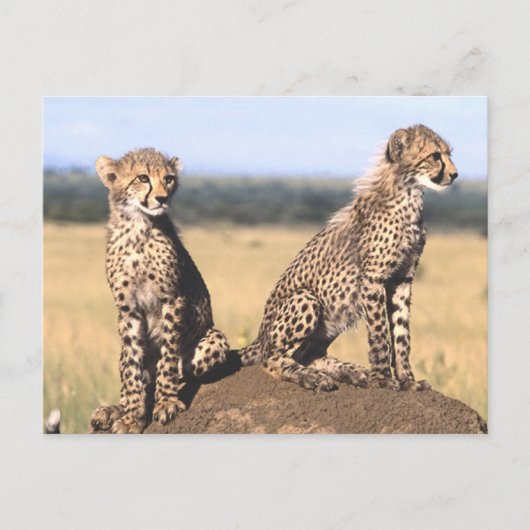 Cheetah Cubs Briefkaart (Voorkant)