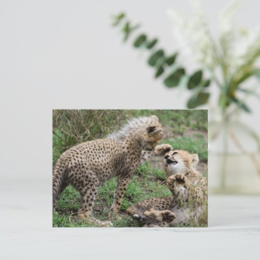 Cheetah Cubs Briefkaart (Staand voorkant)