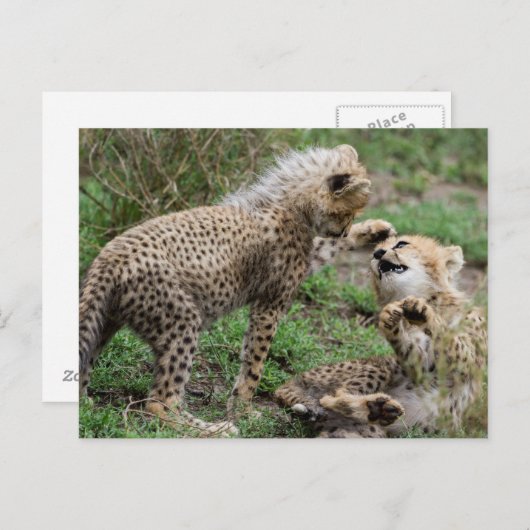 Cheetah Cubs Briefkaart (Voorkant / Achterkant)