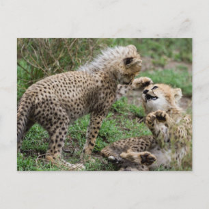 Cheetah Cubs Briefkaart