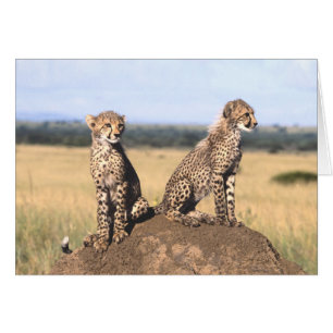 Cheetah Cubs Card