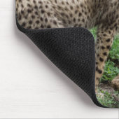 Cheetah Cubs die Muismat spelen (Hoek)