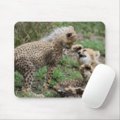 Cheetah Cubs die Muismat spelen (Met muis)