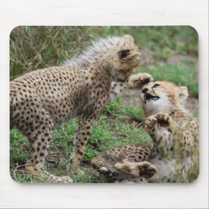 Cheetah Cubs die Muismat spelen