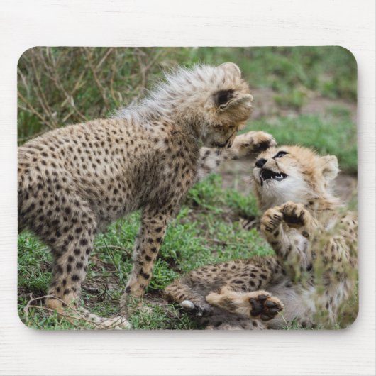 Cheetah Cubs die Muismat spelen (Voorkant)