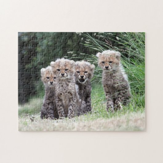 Cheetah cubs legpuzzel (Horizontaal)