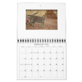 cheetah-cubs, NORPHLET, LEOPARDS Kalender (Feb 2027)