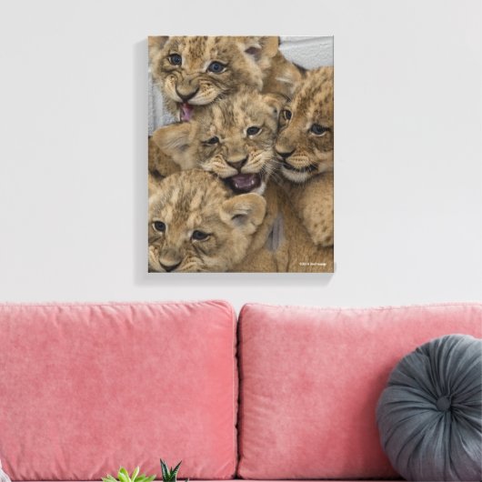 Cheetah Cubs spelen Canvas Afdruk (Insitu (Woonkamer))