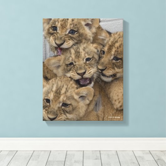 Cheetah Cubs spelen Canvas Afdruk (Insitu (Houten vloer))