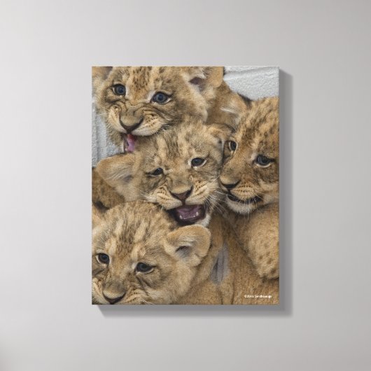 Cheetah Cubs spelen Canvas Afdruk (Voorkant)