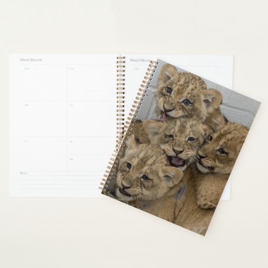 Cheetah Cubs spelen Planner (Display)
