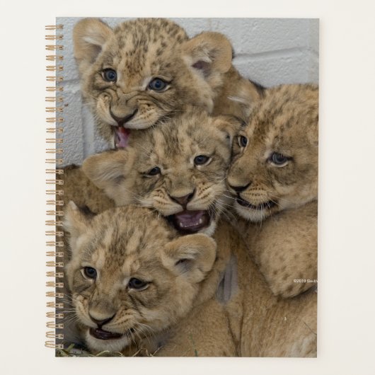 Cheetah Cubs spelen Planner (Voorkant)