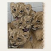 Cheetah Cubs spelen Planner (Achterkant)
