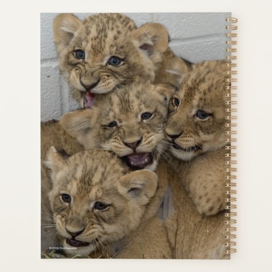 Cheetah Cubs spelen Planner (Achterkant)